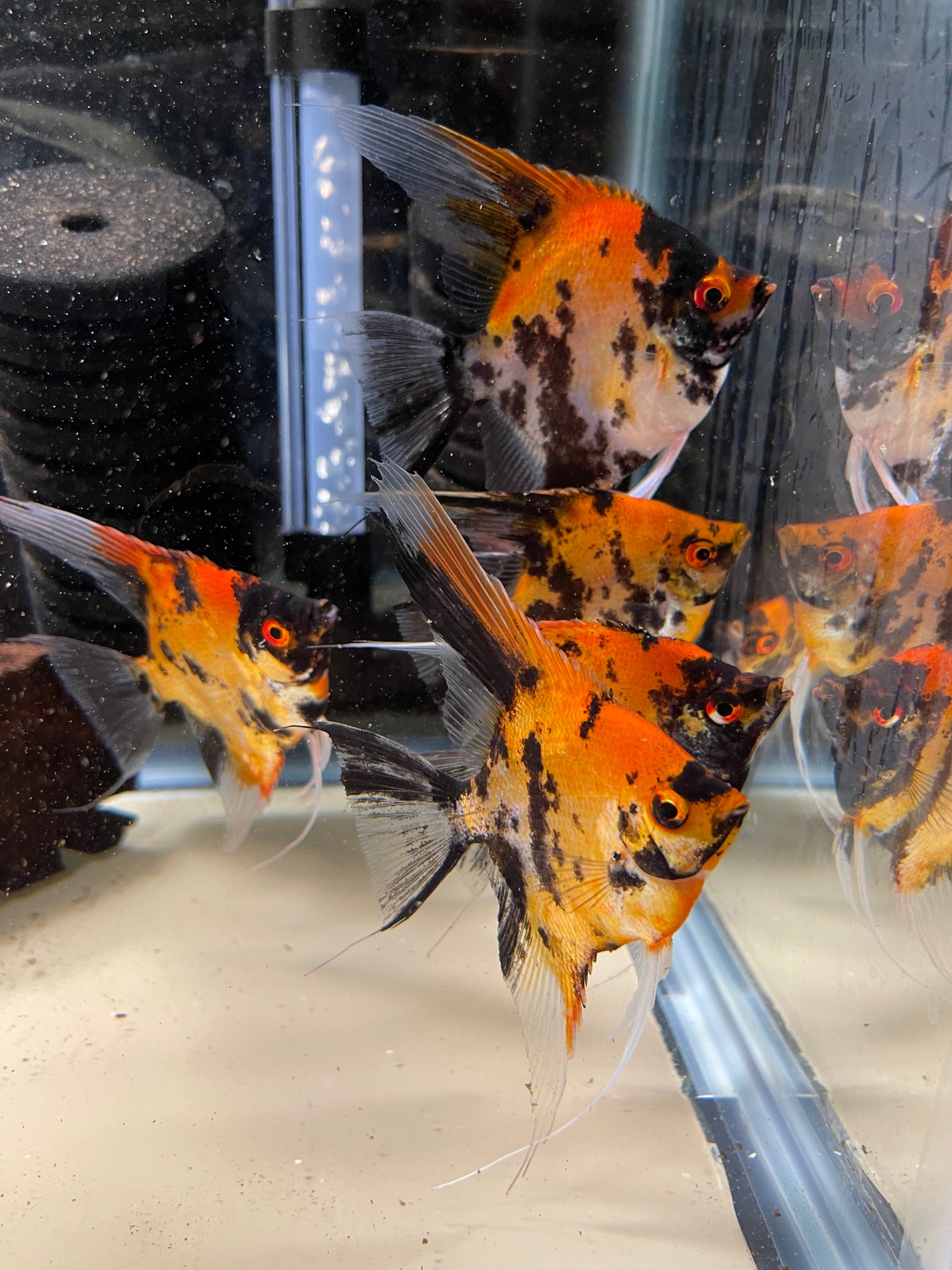 Calico Koi (Red Head)Introducing Calico Koi (Red Head) Welcome to our stunning collection of Calico Koi (Red Head) fish. These beautiful creatures are sure to add a touch of elegance and charm to any aquarium. With their vibrant red heads and unique calic