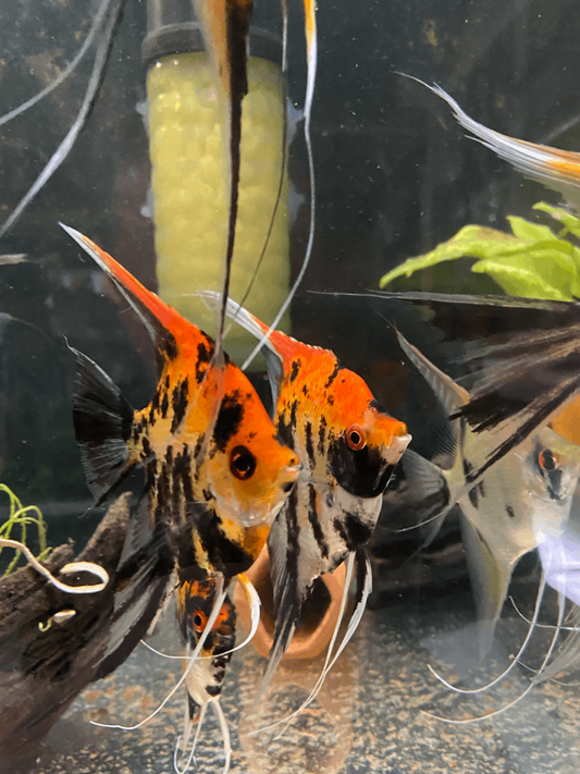 Calico Koi (Red Head)Introducing Calico Koi (Red Head) Welcome to our stunning collection of Calico Koi (Red Head) fish. These beautiful creatures are sure to add a touch of elegance and charm to any aquarium. With their vibrant red heads and unique calic