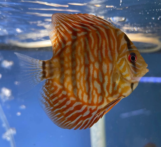 Discus Breeding Pair