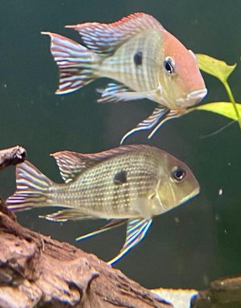 Geophagus Red Head TapajosGeophagus Red Head Tapajos The Geophagus Red Head Tapajos is a stunning and unique fish that is sure to make a beautiful addition to any aquarium. This fish is native to the Tapajos River in Brazil and is known for its vibrant re