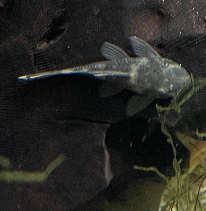 Green Dragon Short FinGreen Dragon Short Fin The Green Dragon Short Fin is a unique and eye-catching addition to any aquarium. This beautiful angelfish has a vibrant green body with striking black and white markings, resembling the mythical creature it is