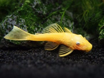 Lemon Blue Eye L144 Short FinLemon Blue Eye L144 Short Fin Introducing the stunning Lemon Blue Eye L144 Short Fin angelfish, now available at our e-commerce store. This unique and eye-catching fish is sure to make a beautiful addition to any aquarium. Wit